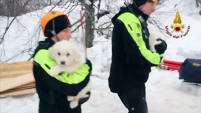 Avalanche en Italie: des chiots retrouvés sous les décombres de l'hôtel