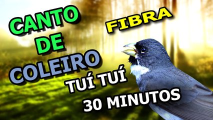 Coleiro Tuí Tuí para ensinar filhotes