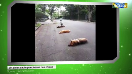 Un chien saute par-dessus des chiens