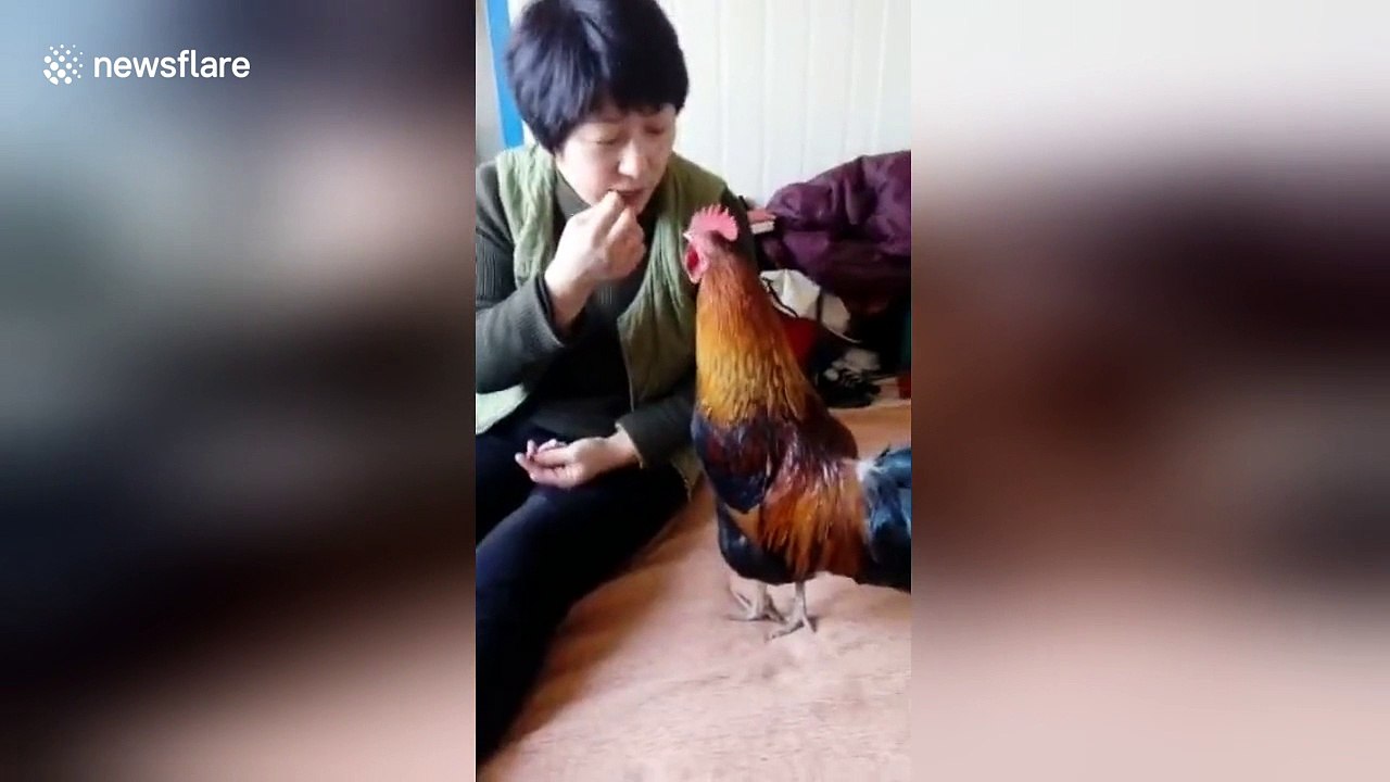 Obedient cockerel 'cockadoodledoos' on command