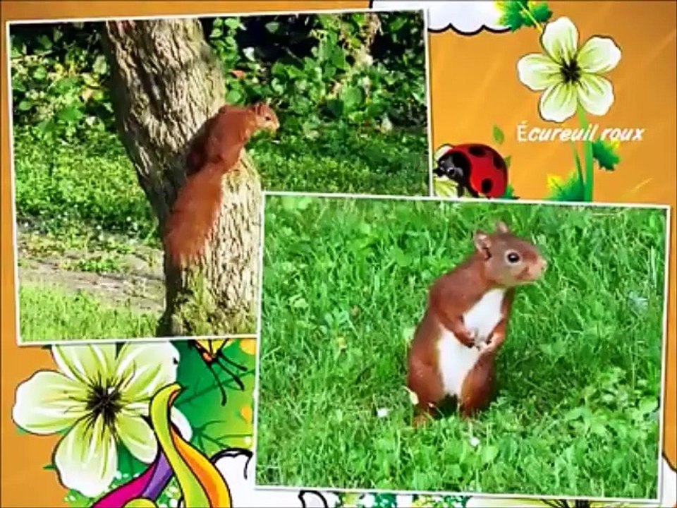 La petite faune tourangelle