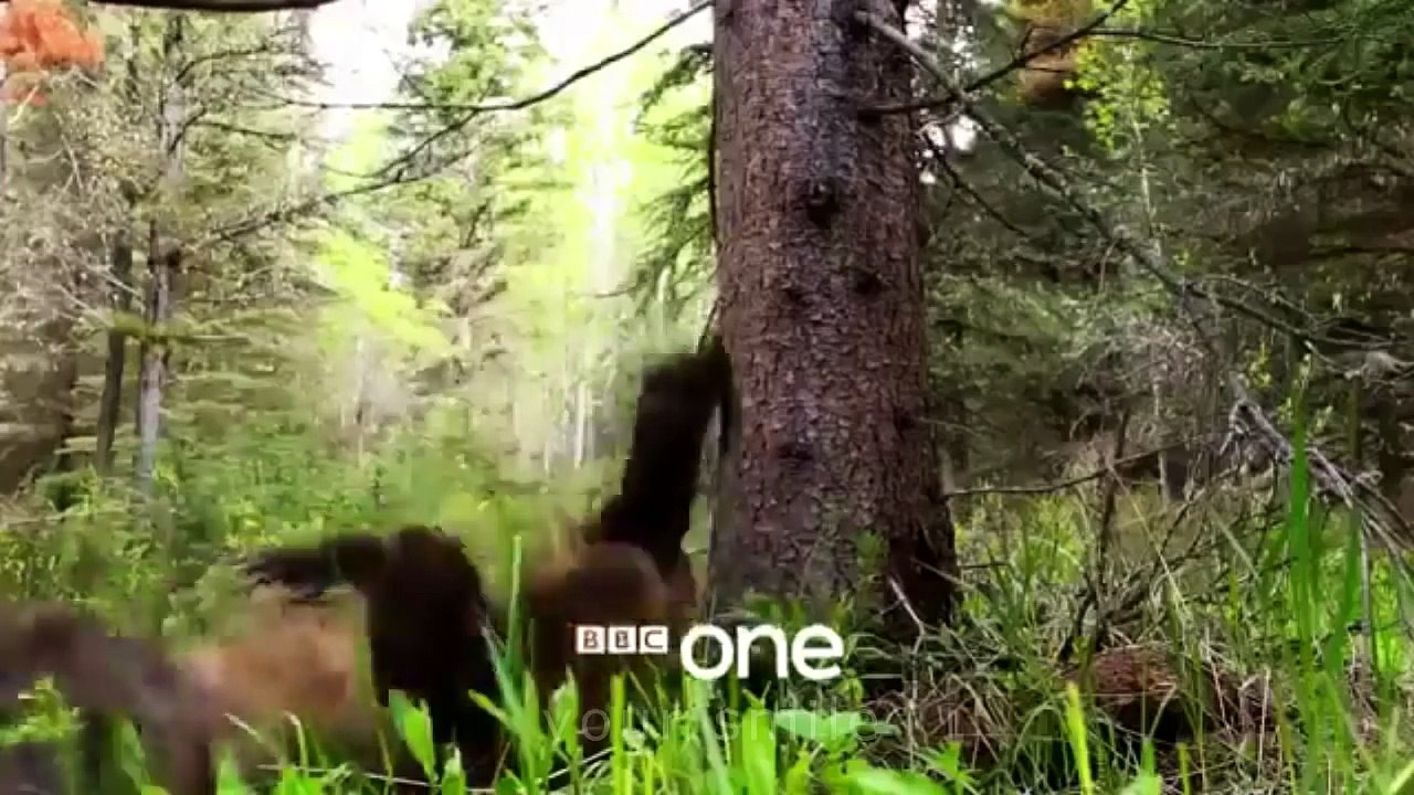 ЛУЧШИЕ ПРИКОЛЫ 2016 Ноябрь | Лучшая Подборка Приколов #233