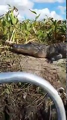 Gator Jumps into Boat