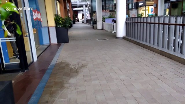 Curious cat follows tourist around Moroccan mall