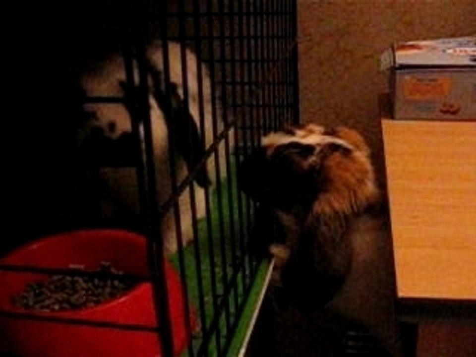 nougat et pepite