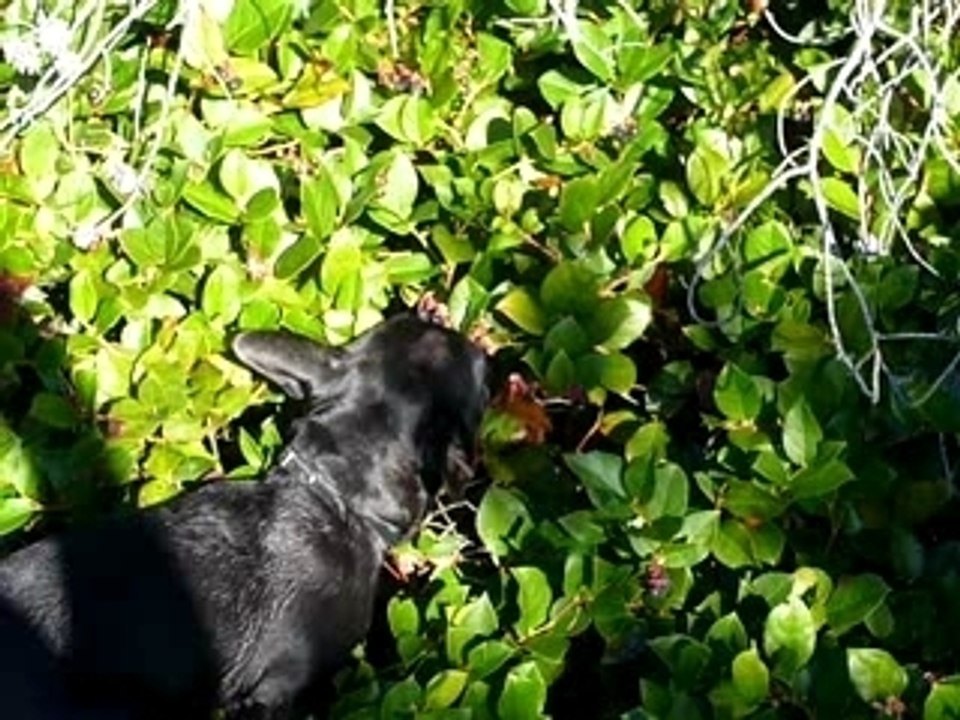 Odin Eating Salal