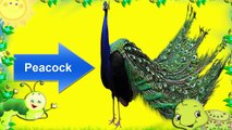 Learning English - The birds - Learning Names Wild Animals
