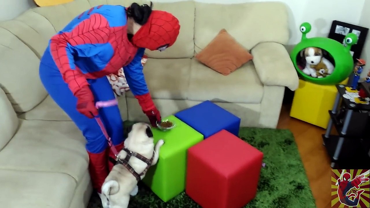Spidermans Farting POOP Pug BAD DOG is Turned Into a Toy! Spiderman vs Joker PRANK! Spider Crazy