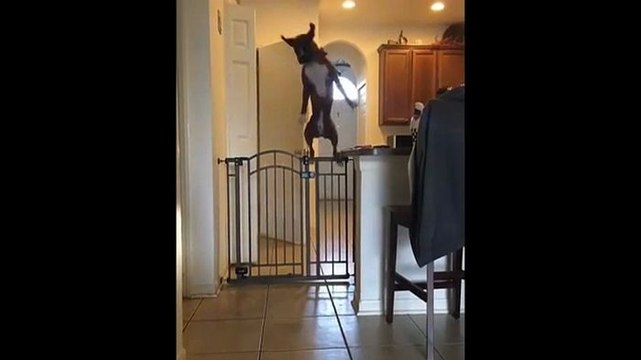 Un chien saute par-dessus un portail