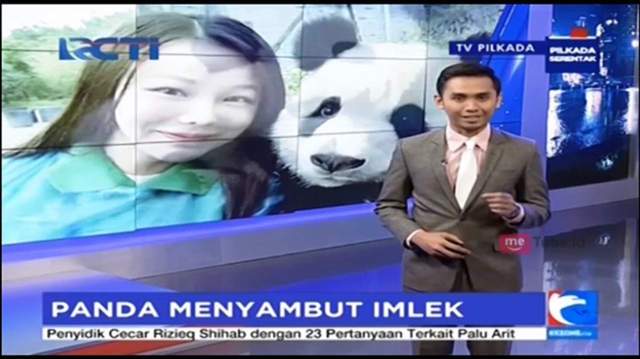 Panda Dapat Perlakuan Khusus Selama Imlek