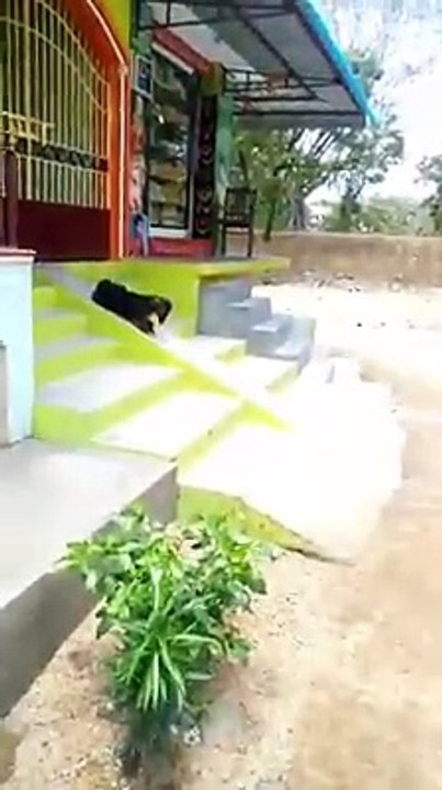Goat Like Slides