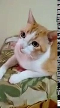 Кот в теме!)