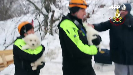 Rescatan tres cachorros en hotel arrasado por alud en Italia