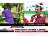 Dinkes Kulon Progo, Korban Meninggal Bukan Karena Antraks