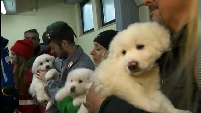 Hôtel dévasté en Italie : le sauvetage de trois chiots redonne espoir aux secouristes