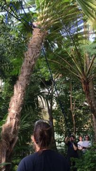 Nancy : l'extraordinaire sauvetage du palmier le plus rare du...