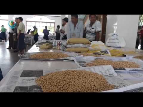 DVB - တရုတ္၀ယ္လက္ နည္းလို႔ ပဲအမ်ိဳးစားတခ်ိဳ႕နဲ႕ နွမ္းေတြ ေစ်းက်ေန