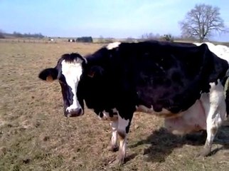 Mauvais traitement en Haute-Saône : le calvaire d'une vache