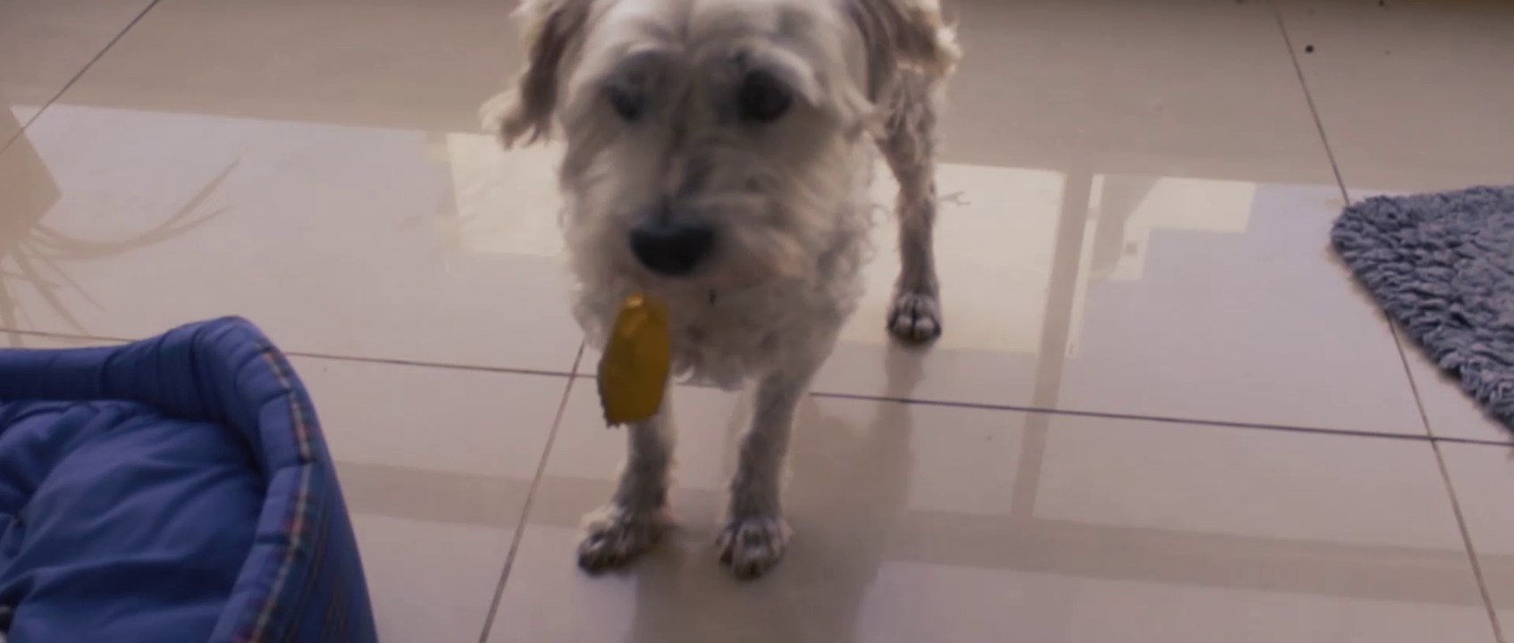 A Dog