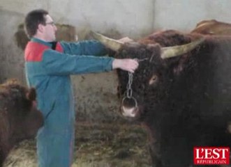 Diderot le taureau Salers