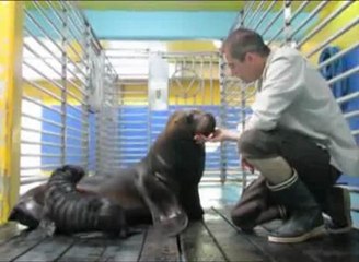 Naissance au zoo d'Amnéville