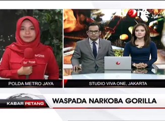 Waspada, Tembakau Gorilla Dapat Menghilangkan Kesadaran