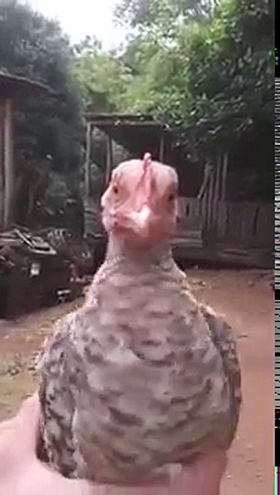 Galinha pintadinha dançando muito
