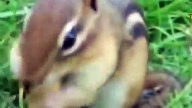 Wild animals can be even funnier than pets Funny wild animals compilation zoom