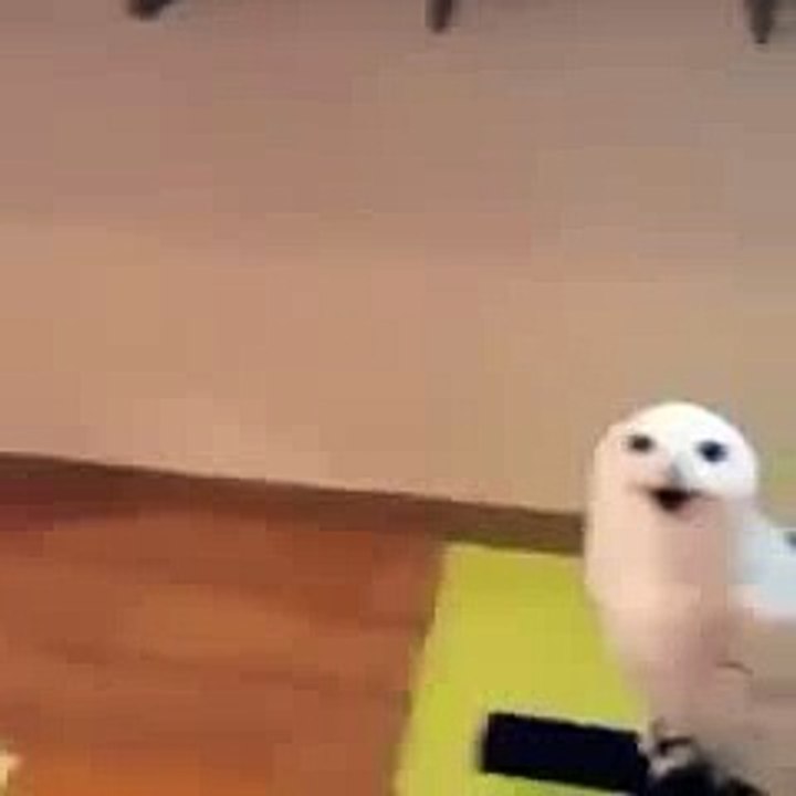 A coruja que ri - 240P