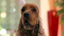 Club Petz - Lola & Lucy Animated Dog Plush - TV Toys