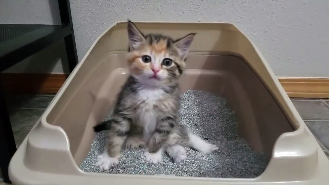 Cute Cats #1