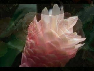 Viki - Sanjala sam ruzan san