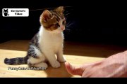 Cute Kitten wants to become a manicurist  Funny Cats