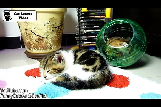 Cute Kittens and a Hamster Ball