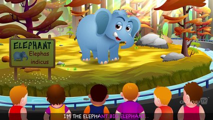 Finger Family Elephant | ChuChu TV Animal Finger Family Songs & Nursery Rhymes For Children
