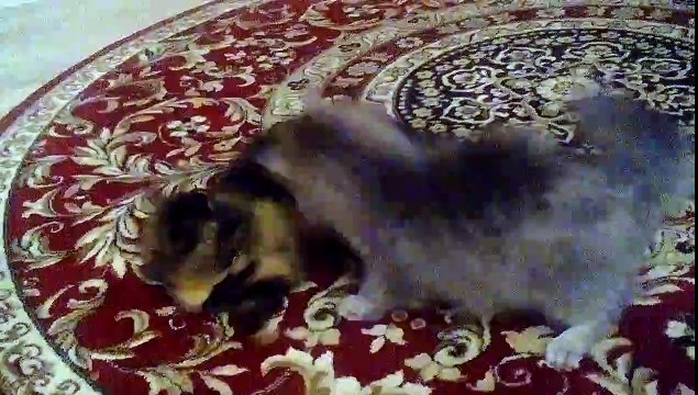 Котики играют :з