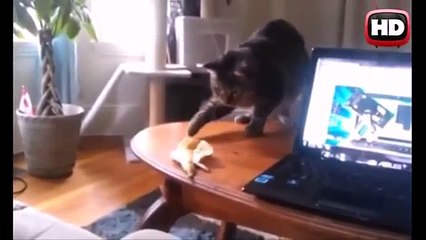 кот и банан