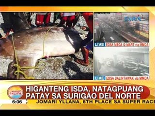 UB: Higanteng isda, natagpuang patay sa Surigao del Norte