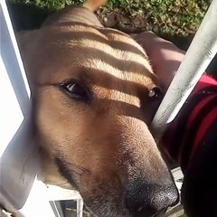 Meu Cachorro Benedito!❤