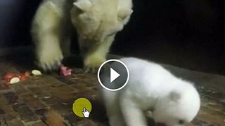 Baby polar bear learns how to eat under the watchful eye of his mother