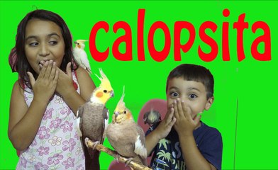 como amançar calopsita