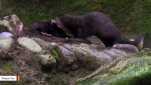 Researchers Identify Previously Unknown Species Of Wolf-Sized Otter