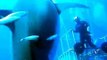 deep blue biggest white shark ever recorded!!!