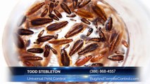 Killing German Roaches | Universal Pest Control (386) 868-4557