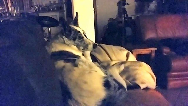 Ce chien pleure avec un chien d'un film !