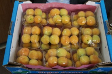 Erkenci Kayısı' Üreticileri Memnun Etti