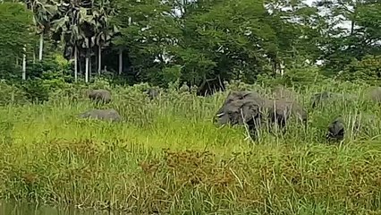 ¡Cocodrilo muerde la trompa de elefante!