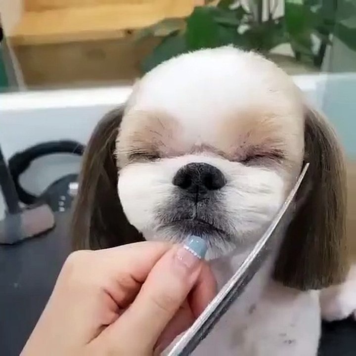 Puppy haircut very funny video