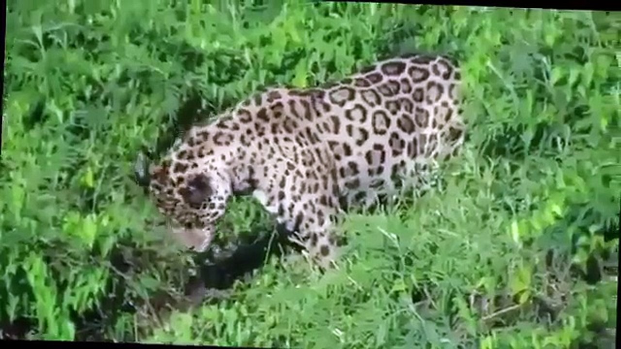 Jaguars are the most badass cats on earth