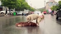 Un chien tente désespérément de réveiller son ami percuté par une voiture ! Trop triste